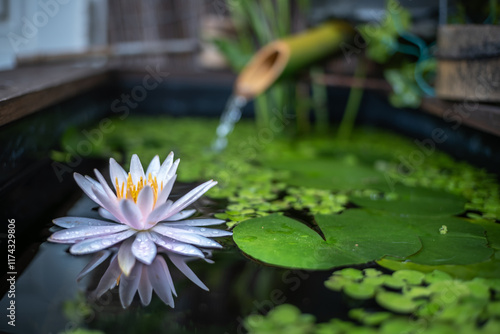 睡蓮の花　和風ビオトープのイメージ