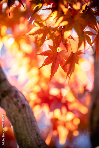 紅葉　落ち葉　秋のイメージ