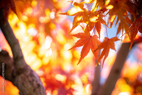 紅葉　落ち葉　秋のイメージ