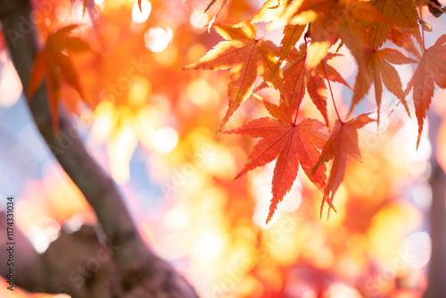 紅葉　落ち葉　秋のイメージ