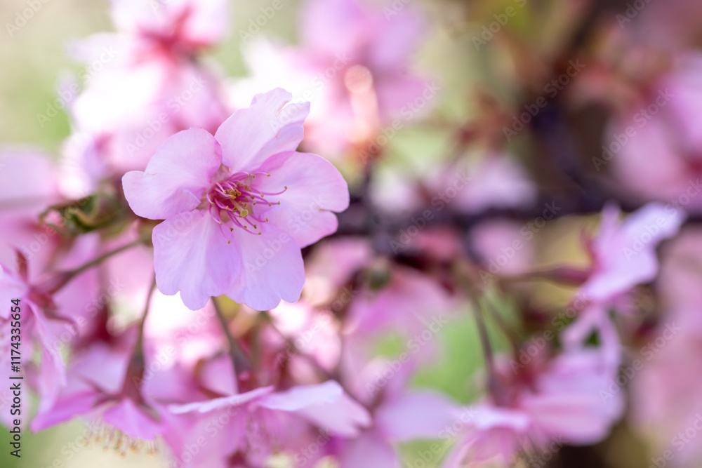桜の花 春のイメージ 桜の花 春のイメージ