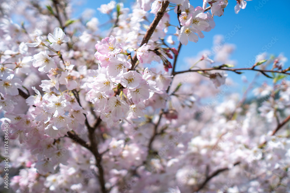 桜の花 春のイメージ 桜の花 春のイメージ