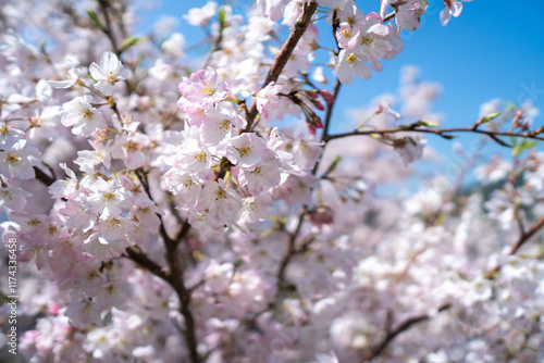 Wallpaper Mural 桜の花　春のイメージ Torontodigital.ca