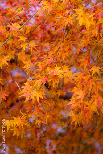 紅葉　秋の季節のイメージ