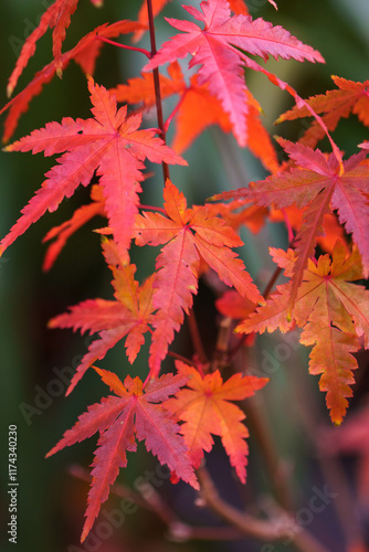 紅葉　秋の季節のイメージ