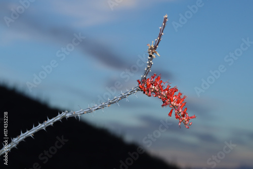 Cluster of bright red Ocotillo flowers (Fouquieria splendens) at sunrise with the lightening sky in the background.  Observed in December in Pima County, Arizona. 