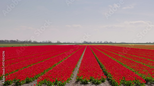 a field with rows of red tulips on a farm near the village of schagen, netherlands