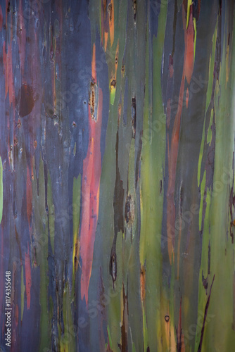 Rainbow Eucalyptus tree trunk bark close up vertical photo