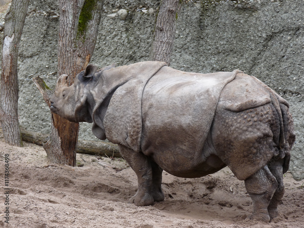 Switzerland, Basel, a rhinoceros walking in an enclosure Switzerland, Basel, a rhinoceros walking in an enclosure