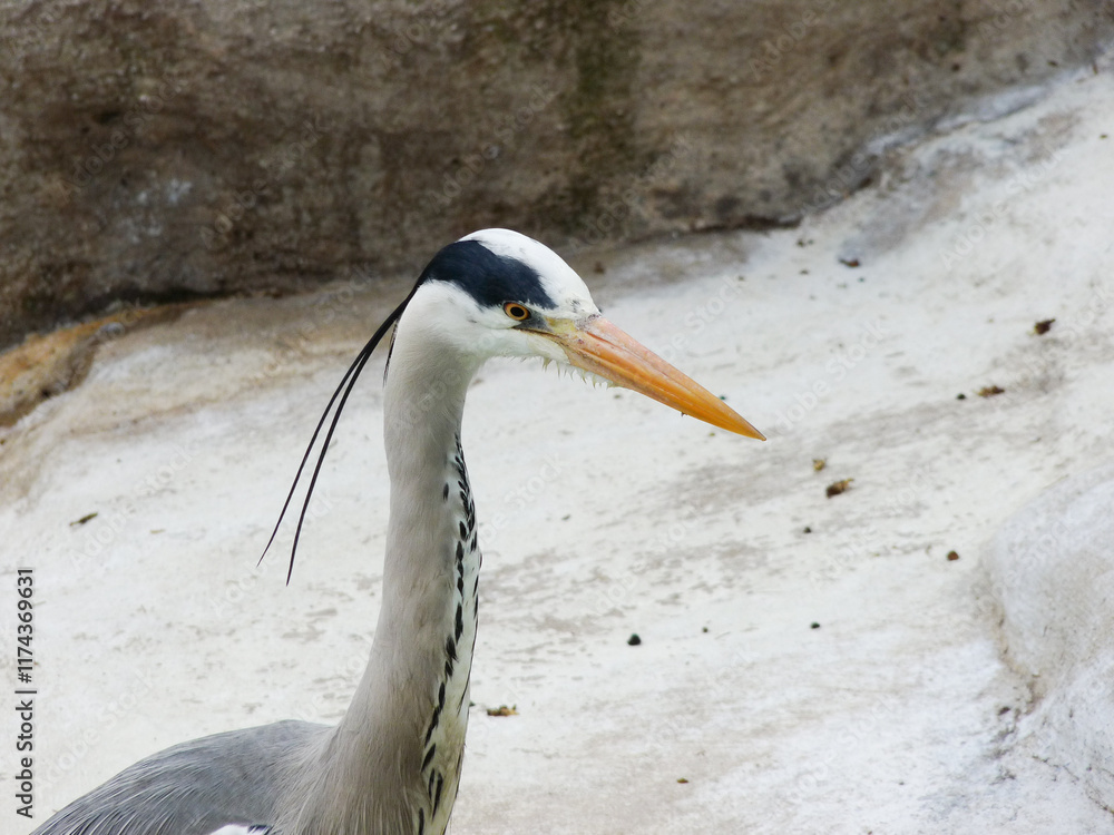 Switzerland, Basel, a bird that is standing in the sand