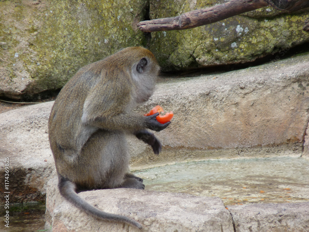 Switzerland, Basel, a monkey sitting on a rock