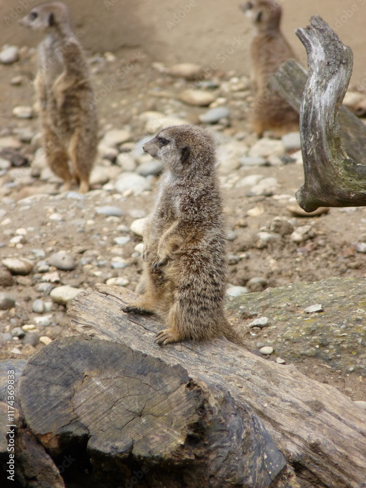 Switzerland, Basel, a meerkat sitting on a rock