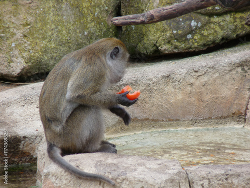 Obraz na płótnie Switzerland, Basel, a monkey sitting on a rock w salonie