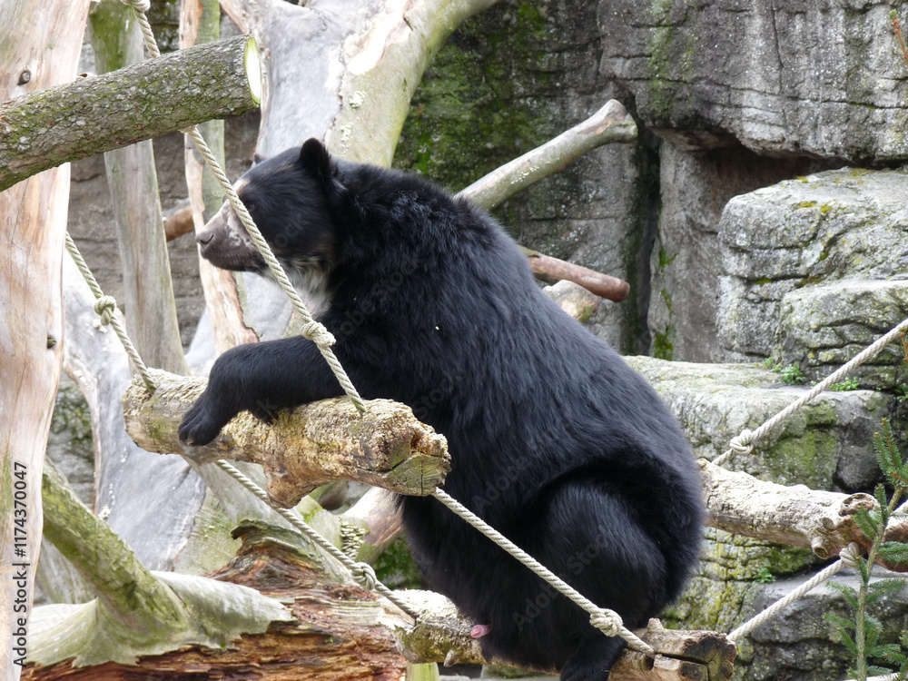 Switzerland, Basel, a bear that is sitting on a rock