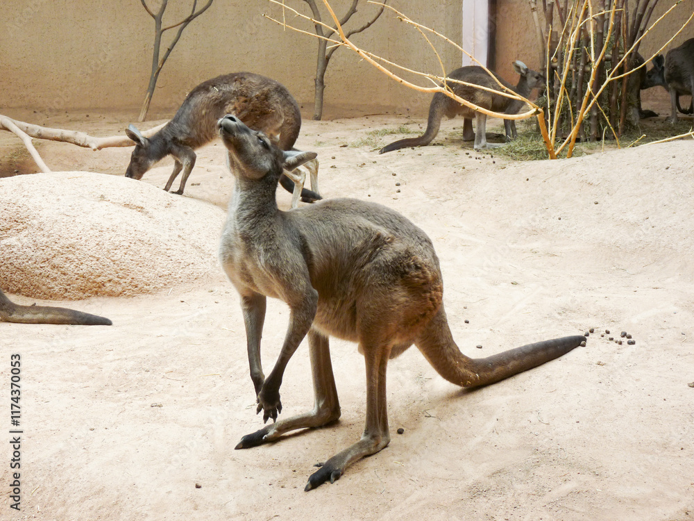 Switzerland, Basel, A kangaroo sitting in the dirt