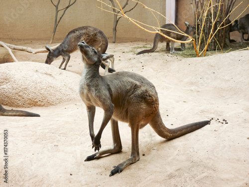 Obraz na płótnie Switzerland, Basel, A kangaroo sitting in the dirt w salonie