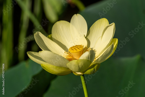 yellow lotus flower