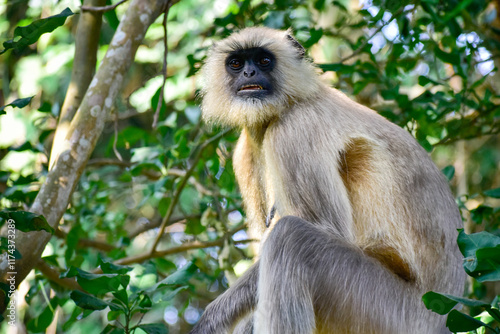 A female leader of the southern plains grey langur (baboon) is ordering her group to be alert.