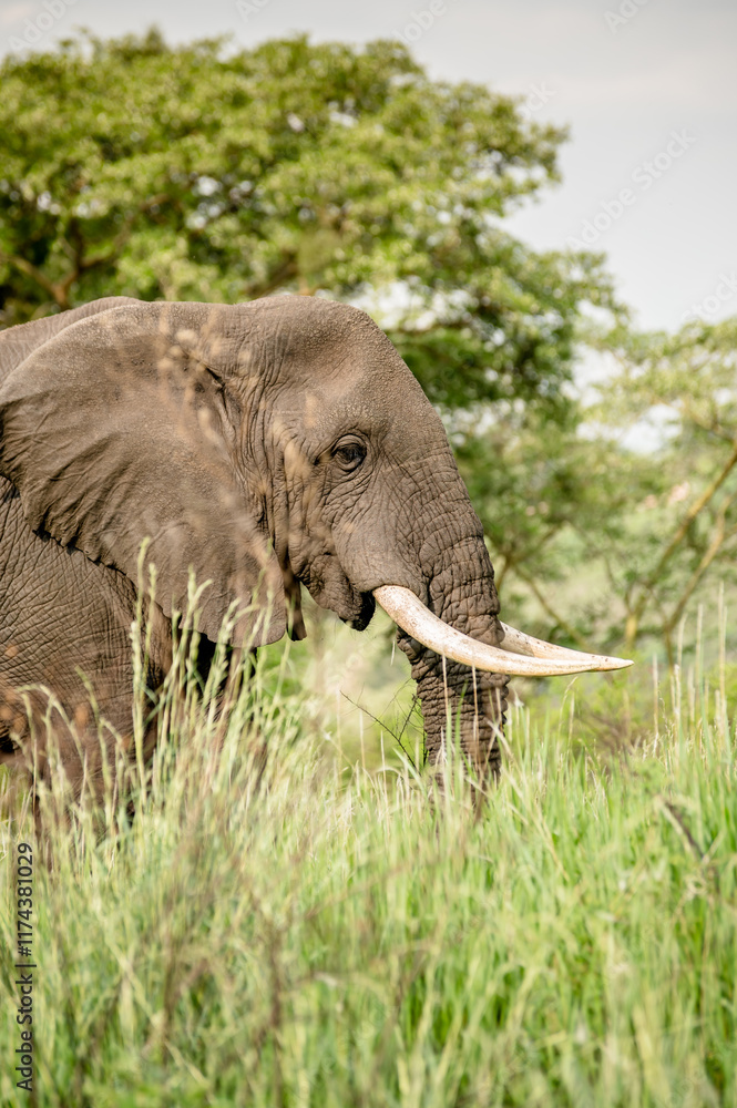 Obraz premium Elephant in Africa