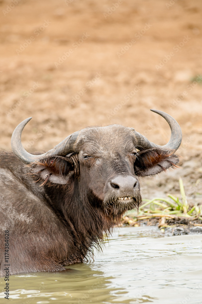 Naklejka premium Animal in Africa