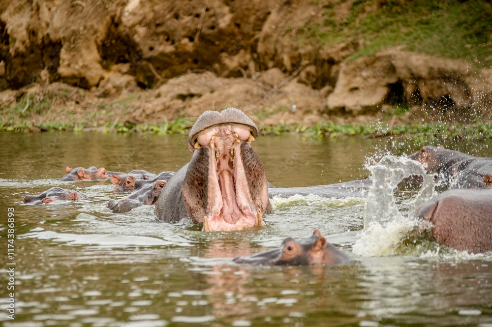 Fototapeta premium Hippo in Africa