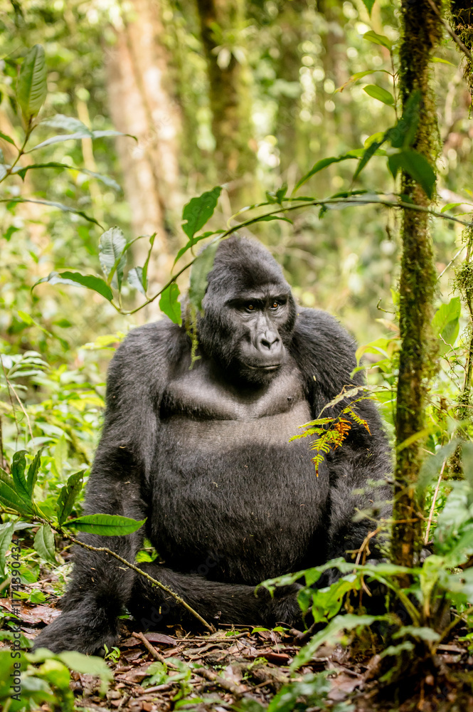 Obraz premium Gorilla