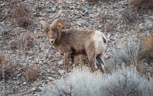 Younger bighorn ram on rocky shale slope with sage brush foreground photo