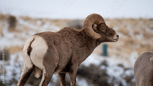 mature bighorn ram with gnarled horns in profile photo