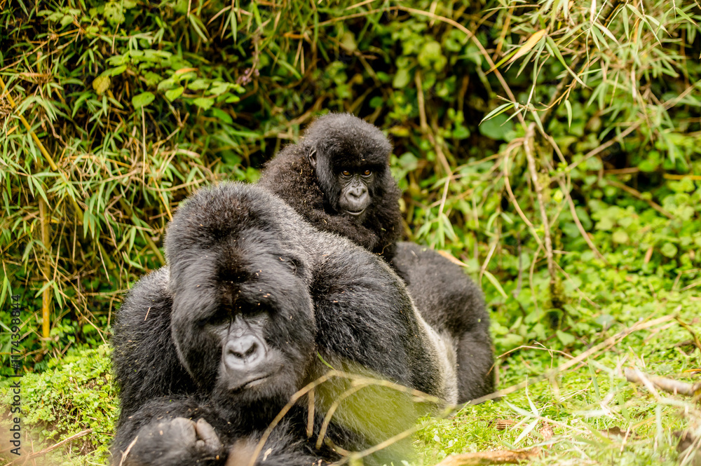 Fototapeta premium gorilla