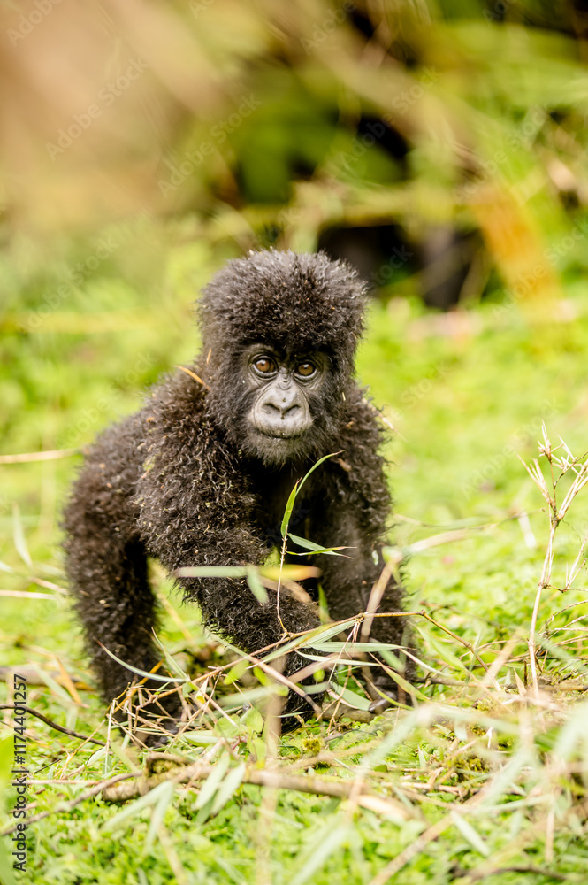 Fototapeta premium Baby Gorilla