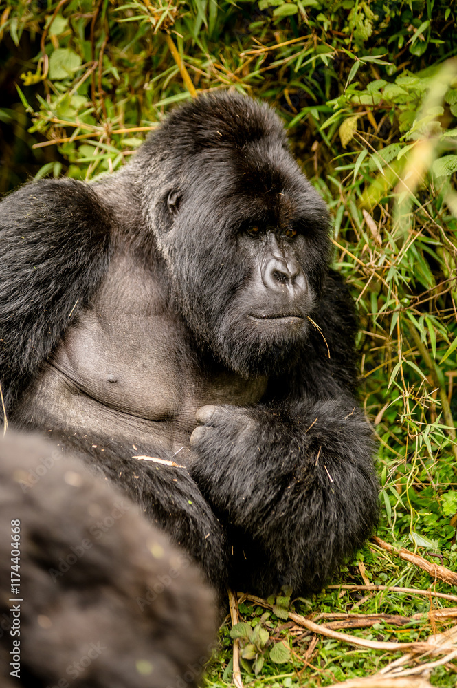 Obraz premium Silverback gorilla