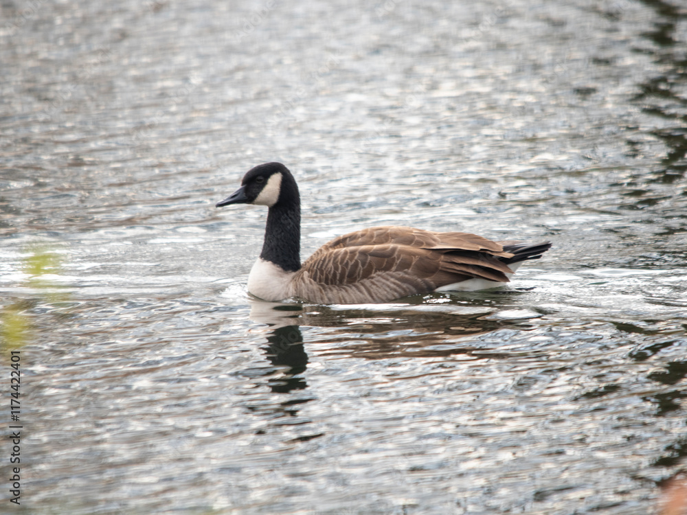 Fototapeta premium Canadian Goose floating on water