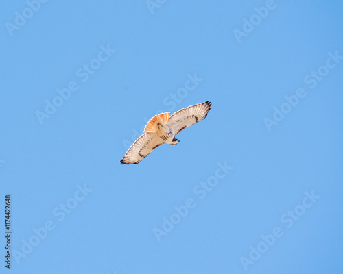 Red tail hawk flying