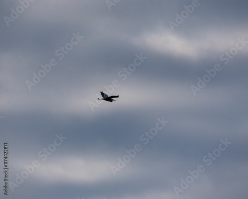 Sihlioutte of a heron flying