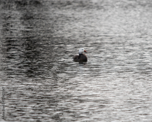 Single snow goose on water