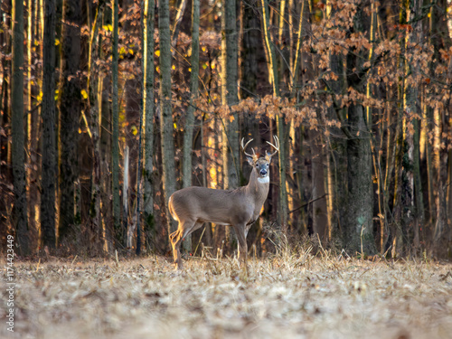 Male buck deer in a field