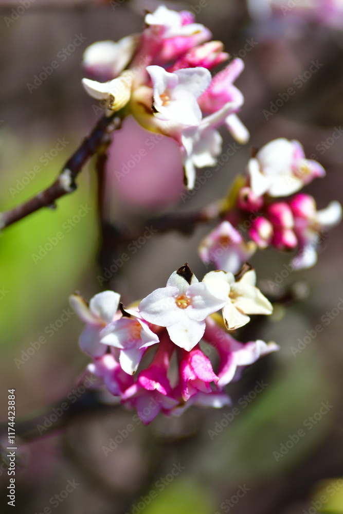 Obraz premium ジンチョウゲイメージ