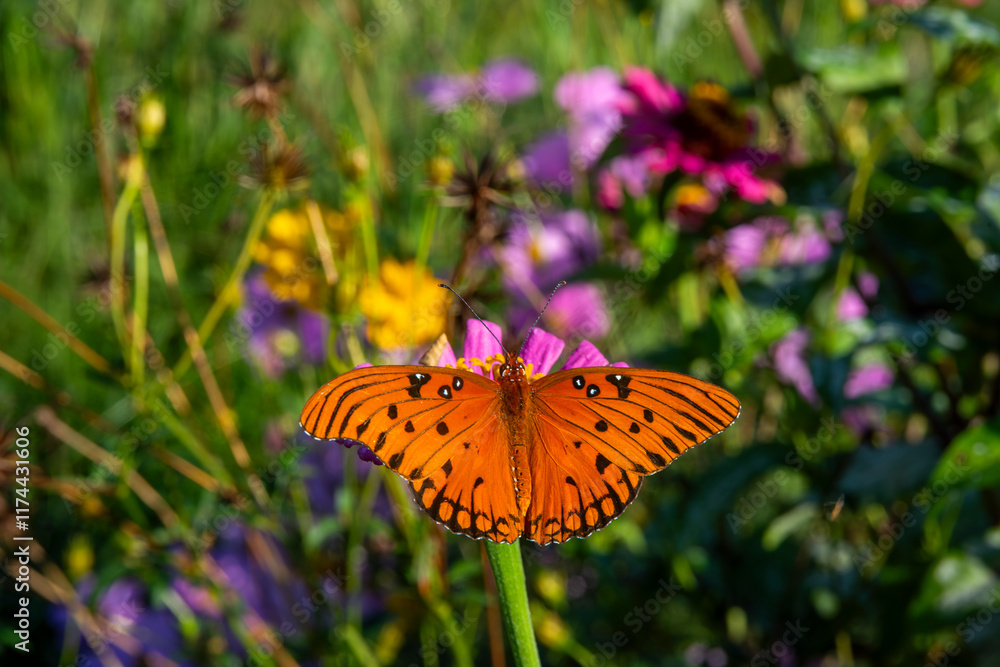 Obraz premium butterfly on flower