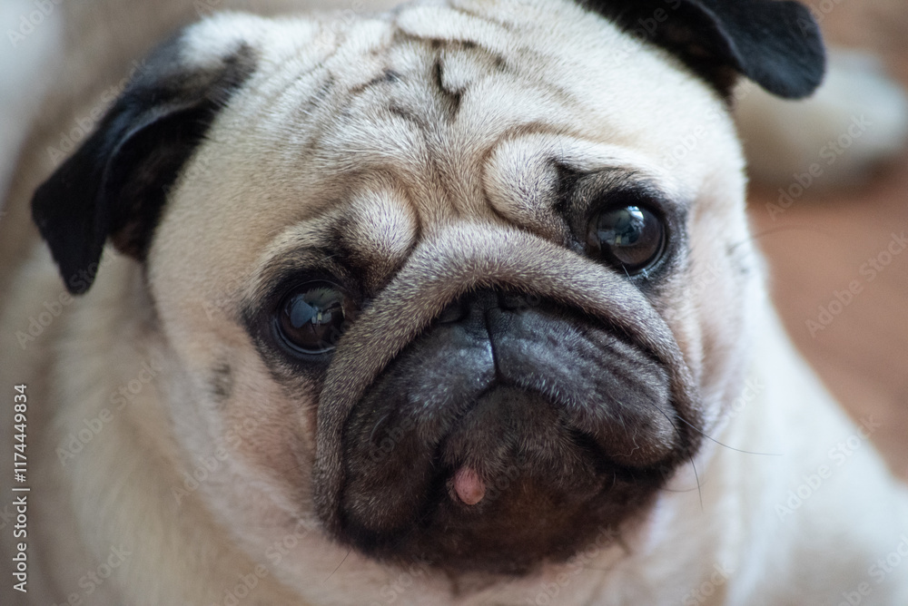 Sad pug face with inflammation, pimple, phlegmone areolae. Selective focus, close-up Sad pug face with inflammation, pimple, phlegmone areolae. Selective focus, close-up