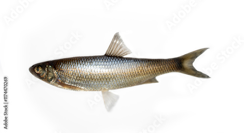 Common dace (Leuciscus leuciscus) winter specimen. Surface dwelling fish. North-eastern Europe. South of Lake Ladoga. Isolated on white photo