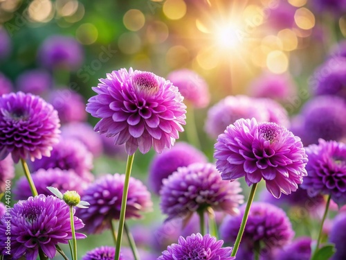 Blooming Purple Flowers in Garden with Bokeh Effect - Stock Photo