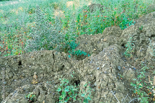 Land husbandry. An old deposit on the site of rough plowing - orache, bittercress, capsella, artemisia, grass family and other ruderal vegetation. Biebersteinii viper's bugloss in center. Foothills