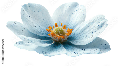 white flower with drops isolated on white background