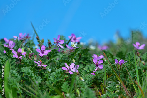 Pin grass, alfilaria (Erodium cicutarium). A poisonous plant, astringent, hemostatic and anticonvulsant effects. The early spring salty steppes of Crimea