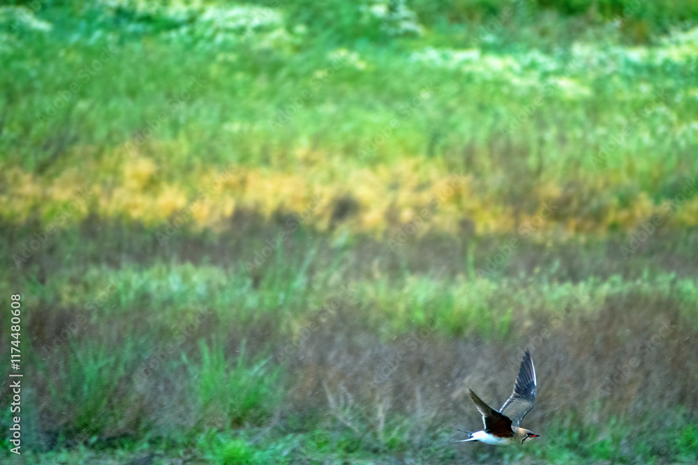 Collared pratincole (Glareola pratincola) flies over the steppe