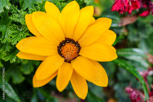 Close-up of golden Dimorphotheca sinuata flowers in bloom photo