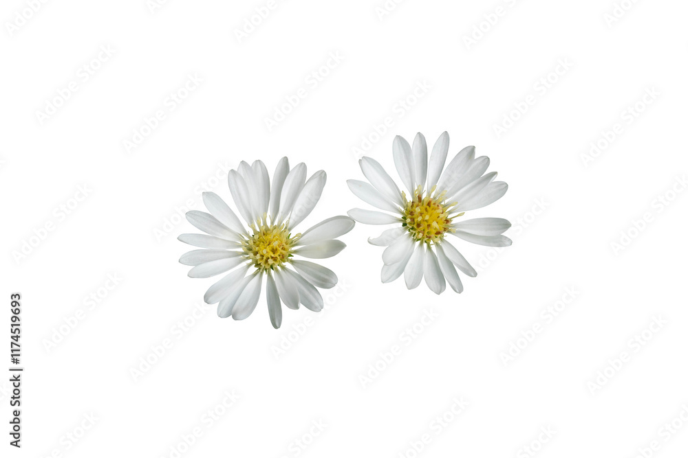 Obraz premium White flower isolated