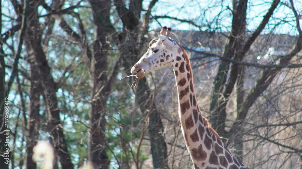 Closeup slow motion shot of giraffe leisurely chewing on a stick Closeup slow motion shot of giraffe leisurely chewing on a stick