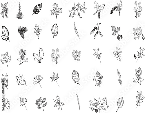 Different leaf bundle in black color for best craft work.