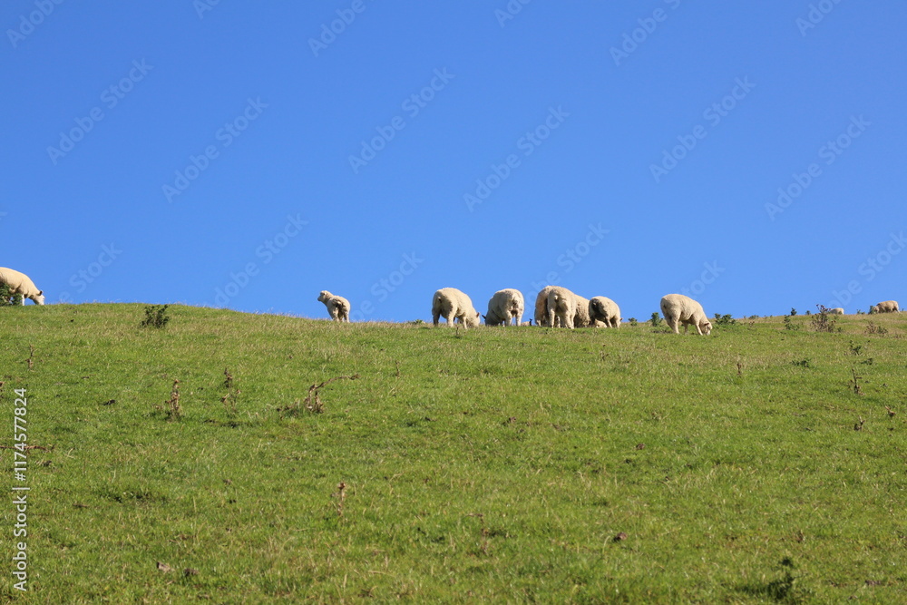 Fototapeta premium Sheep on Otago Peninsula, Dunedin, New Zealand